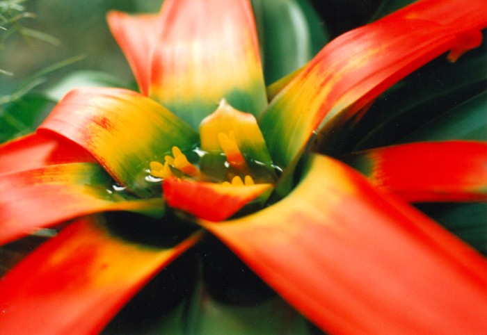 NATURE'S MIMICRY - BOTANICAL GARDEN V